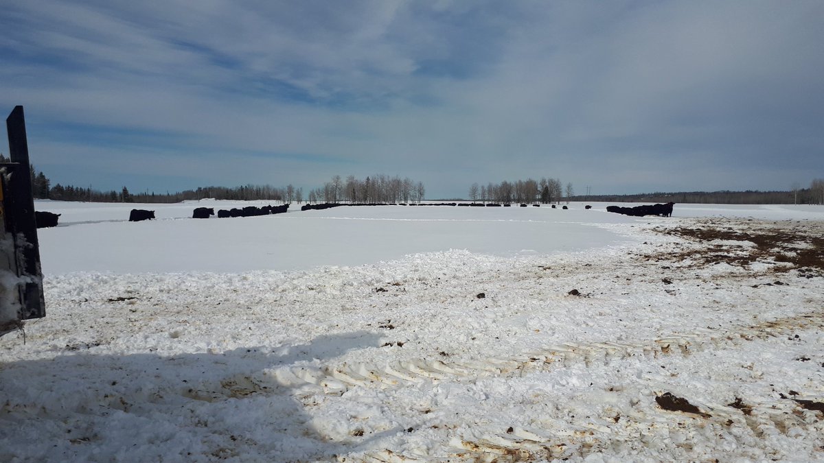It's the time of year to take measures <a href="/WildernessRanch/">Wilderness Ranch</a> north to keep cows safe from the perils of a thawing frozen pack . Snow was too deep for the baby cat so we went to blowing .