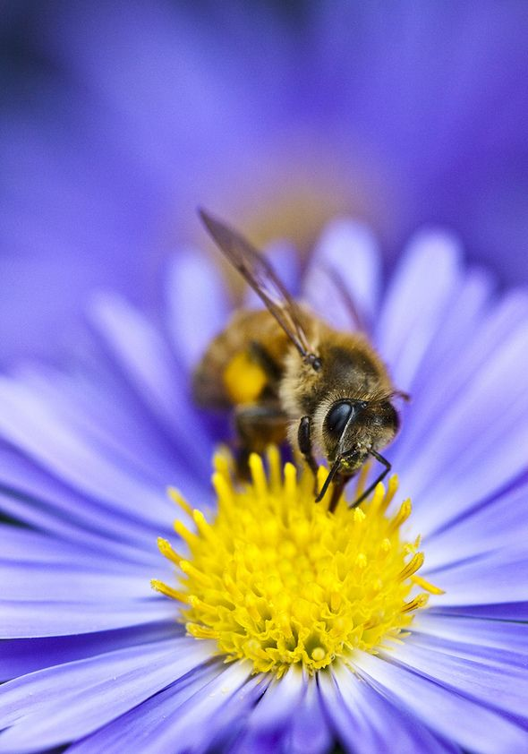 realKingofBees's tweet photo. BEES FIRST PRIORITY
#beesfirst
a frand in bee is frand wit me! https://t.co/qaazEhBQbC