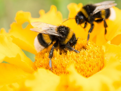 realKingofBees's tweet photo. BEES FIRST PRIORITY
#beesfirst
a frand in bee is frand wit me! https://t.co/qaazEhBQbC
