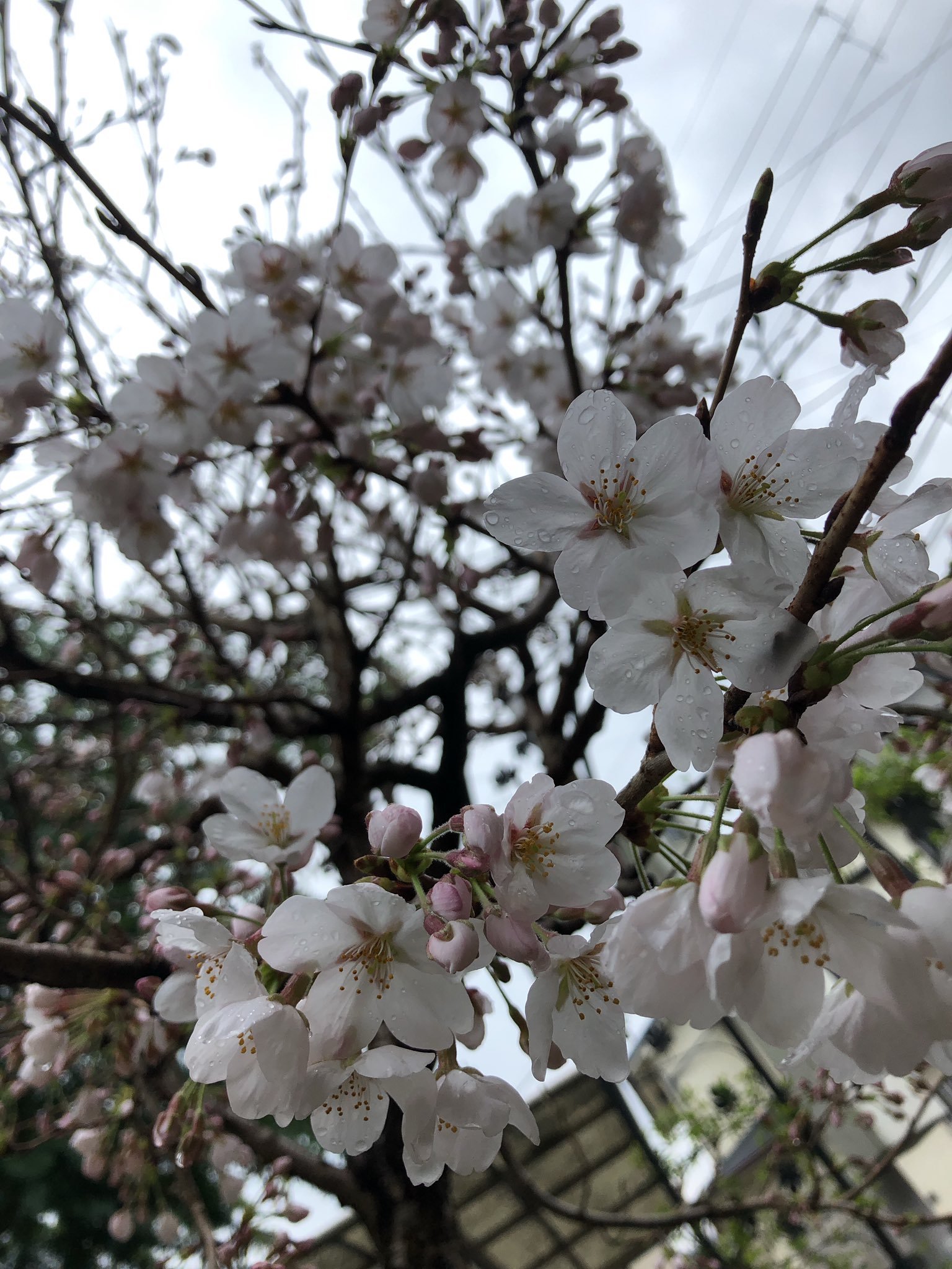 桜かをり 桜が咲いてた 春 桜 おしゃれ おしゃれ画像 かめら きれい カメラマン 空 天気 風景 T Co 1qyogpdfhy Twitter