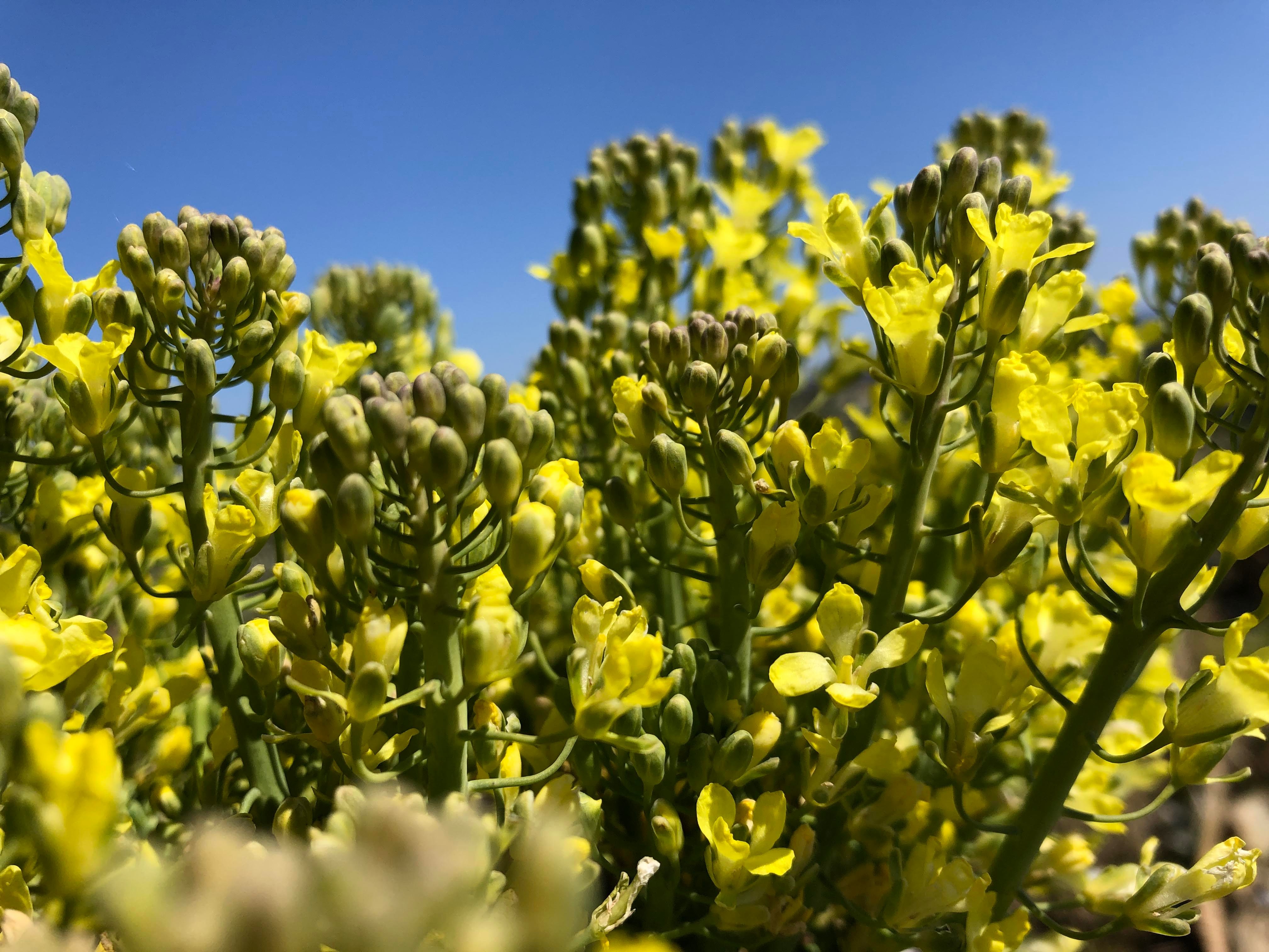 ブロッコリーの花は食べられるのか Twitter