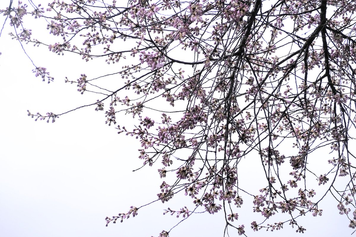 Another rainy day calls for intentional overexposure. #CherryBlossoms #CherryBlossomDaily