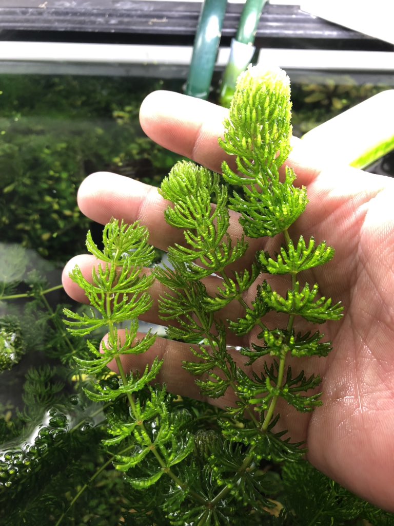 水草 植物 チャーム公式 水草状態情報 ごわごわしているイギリスマツモ君です 想像以上に硬質なマツモで 金魚が間違いなく 食べられないぐらいしっかりしています 変わったマツモを触ってみたい方はぜひどうぞ T Co Gbhhv2r5gp T