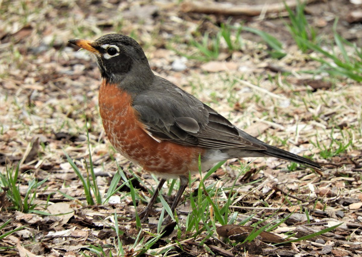 EvelinePinseel's tweet photo. Second up in #QuarantineBirding: the American Robin, a very common bird around here! American Robins remind me a lot of home because they sound and behave almost the same as Common Blackbirds. #BirdsOfArkansas https://t.co/JsiGmUErV6