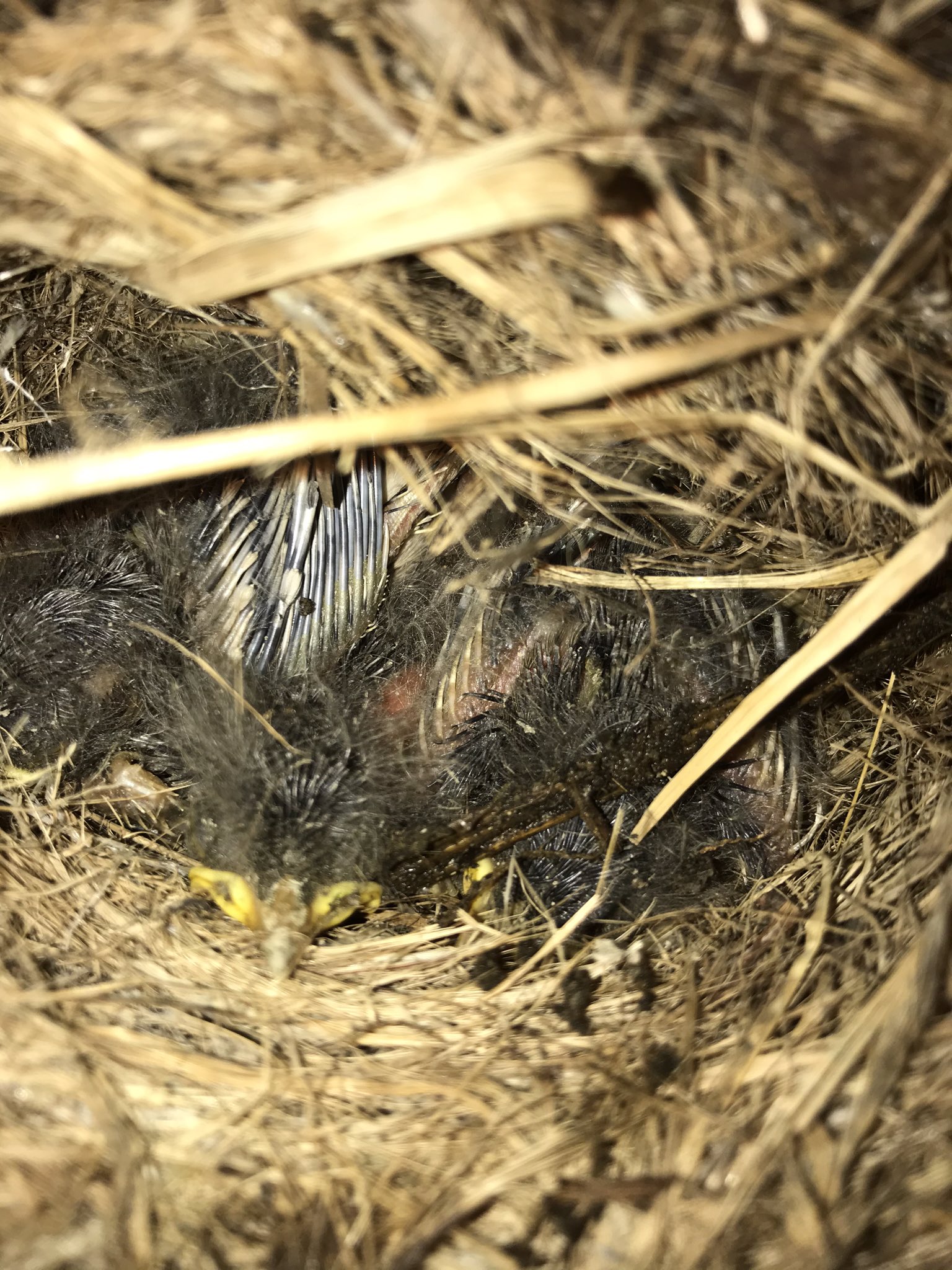 ミスターヤイロチョウ Yairocho Project A Twitter 農作業ヘルパーに行っているハウスの中に 出られなくなったセキレイが巣を作っちゃいました コンセントの真上に営巣して火事が怖いということで 使っていない巣箱に移植しました 少しずつ出入り口に移動させ