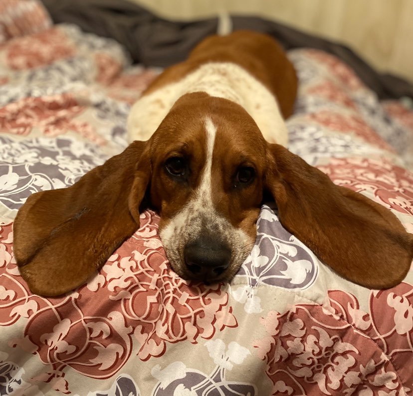 Kelsey_RaeLynn's tweet photo. My chunky 50 pound, 9 month old baby love! 🐶❤️
#WillowGrace #BassetHound #9Months #AlwaysStealingMyBedAndPillows https://t.co/8n1OSbfqVw