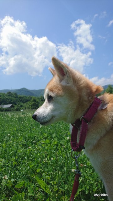 柴雑種犬リアの写真帳 広い原っぱが素敵 でも ここに至るまでに数十段の階段を登らねば なのです 老犬 になったリアに階段を登らせたくないから飼い主が抱っこして ヒーコラ リアは涼しい顔ですが 飼い主は息切れしますです ぜはぜは