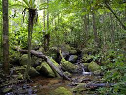 IvanKok12's tweet photo. Thousands of species unique to Madagascar are endangered on Madagascar's dwindling forest fragments. The forests themselves are threatened by fires and deforestation. Conservationists there hope to expand and reconnect the fragments.  #ees028 #fragmentedforests https://t.co/eCZRPjcf1K
