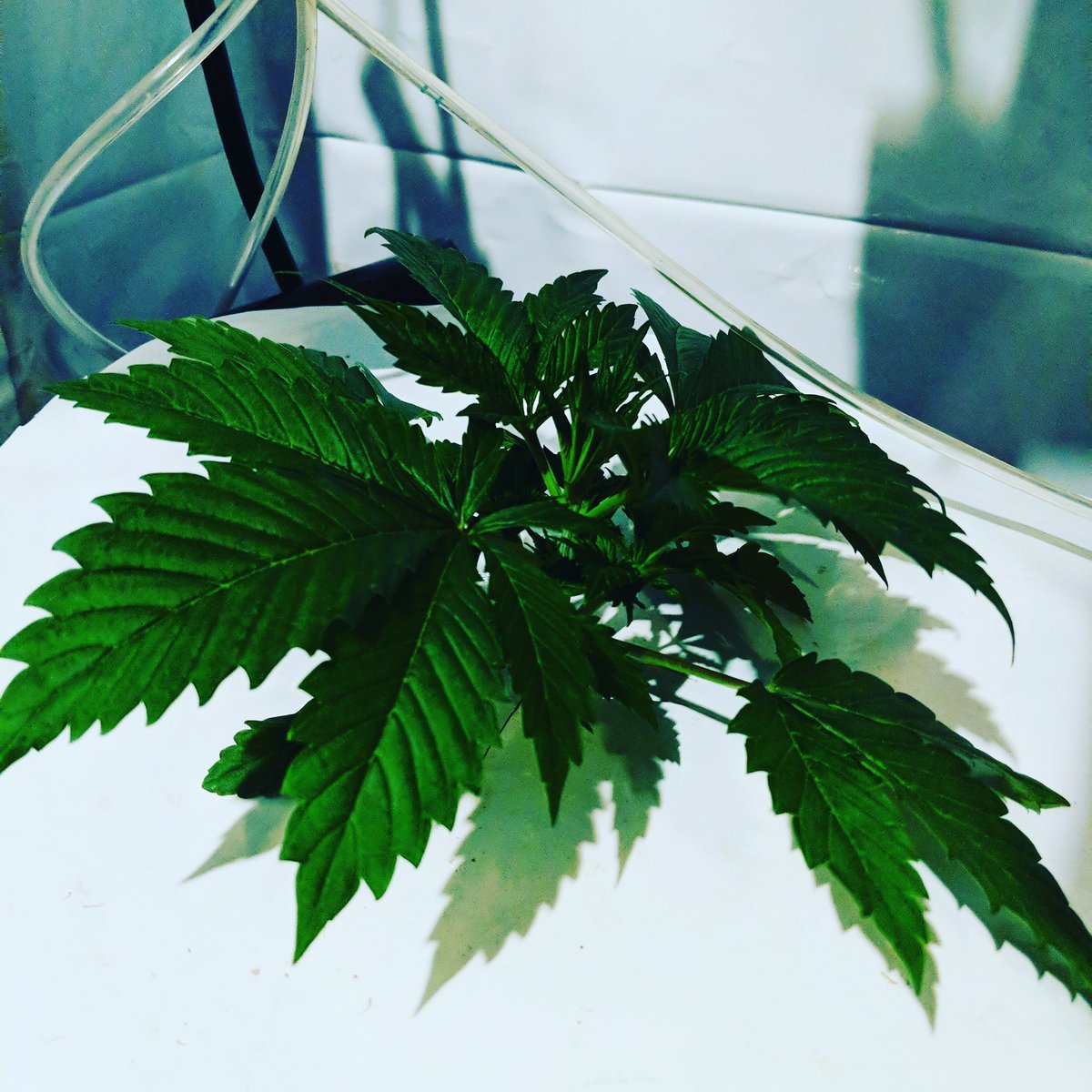 candycanadian's tweet photo. Live at 830 pm PST on #twitch with some chill chats and stoner sesh time! Throat hurts may not do sings but looking forward to chill time♥️
#streaming #Streamer #conversation #kindness #dontisolate https://t.co/SgxunXnlNW