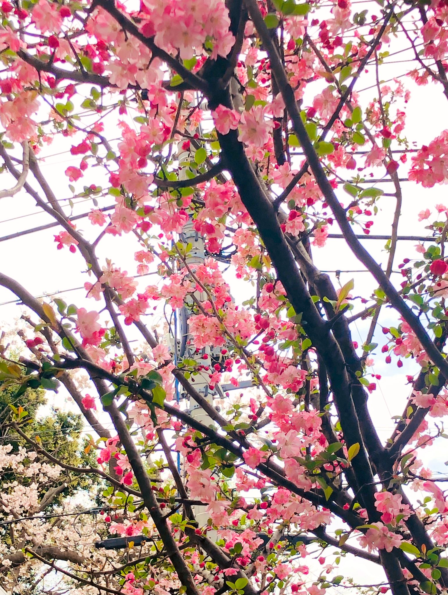 Rie Habu うさぎファース党 Snsでお花見 カイドウ越しの桜と ジューンベリーの白い花 この後 実をつけると朝から小鳥天国となり一瞬で無くなります 嬉しい T Co G0zyviivbd Twitter