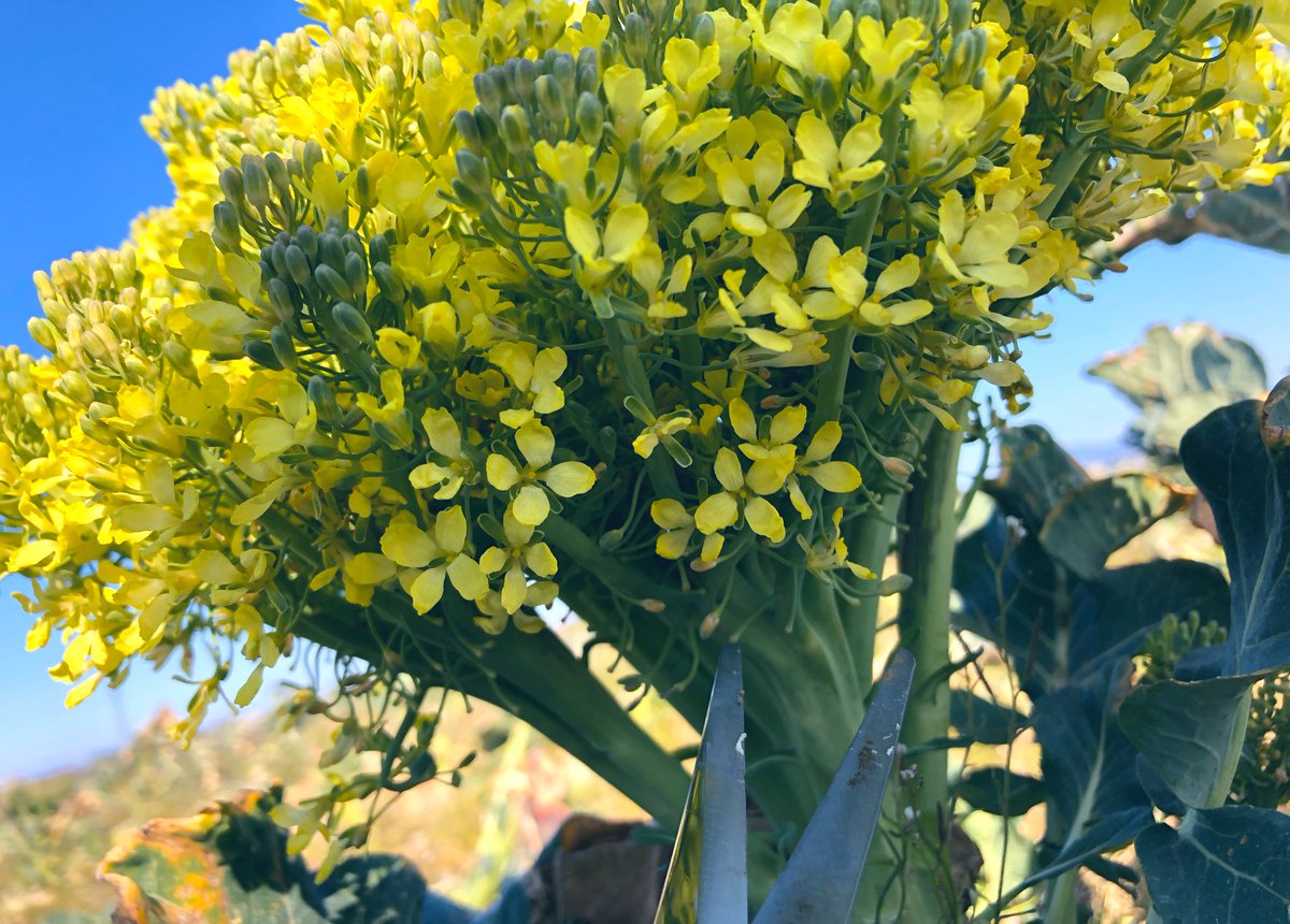 ブロッコリーの花は食べられるのか Twitter