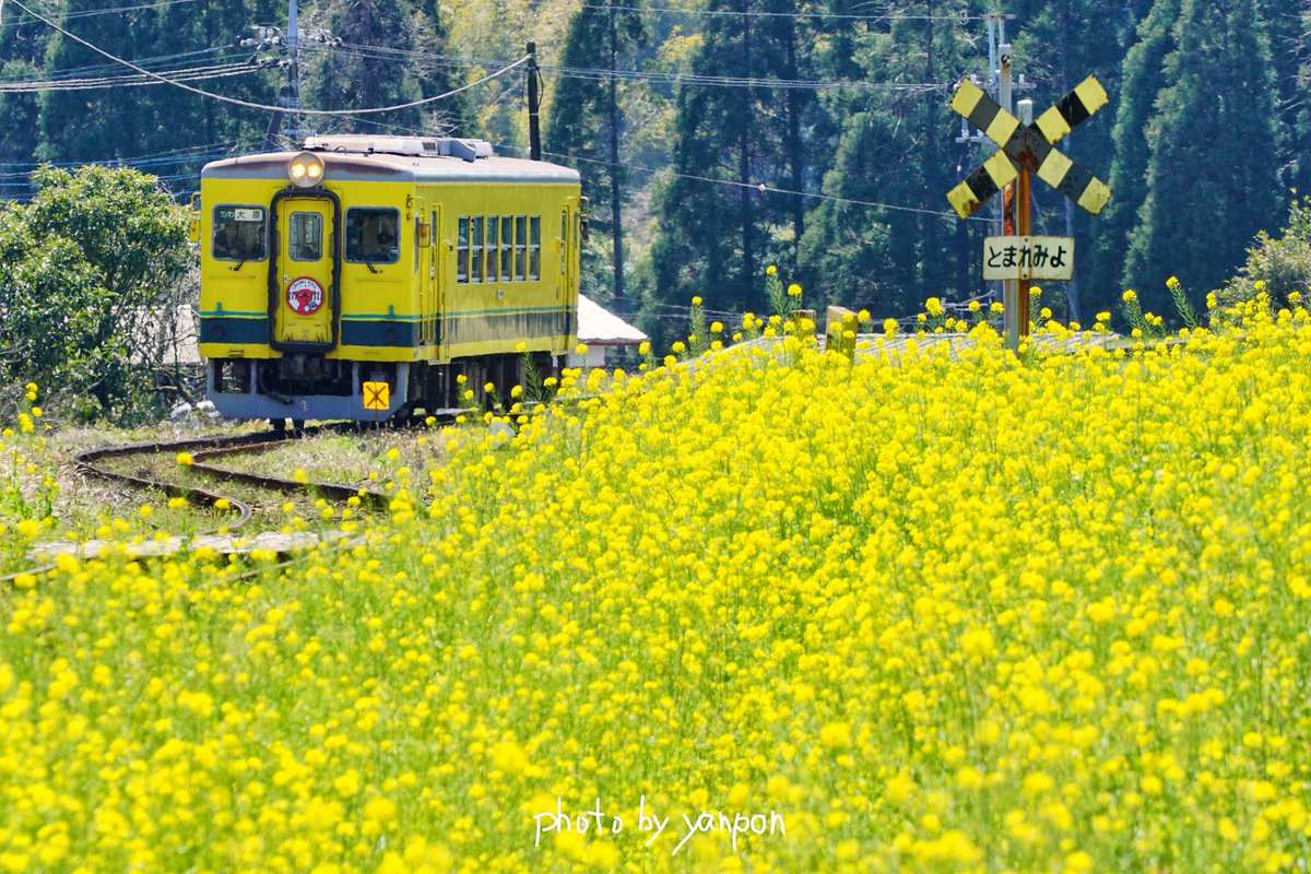 房総でハワイ気分 No Twitter いすみ鉄道 総元駅付近 のどかな春 菜の花に埋もれるs字カーブと踏切のとまれみよ 因みにs字撮るには踏み台必要 0325 撮影 房総の絶景 絶景 千葉県 いすみ鉄道 総元駅 S字カーブ 菜の花 T Co Yochx6hpoo 房総でハワイ気分 No Twitter いすみ鉄道 総元駅付近 のどかな春 菜の花に埋もれるs字カーブと踏切のとまれみよ 因みにs字撮るには踏み台必要 0325 撮影 房総の絶景 絶景 千葉県 いすみ鉄道 総元駅 S字カーブ 菜の花 T Co Yochx6hpoo