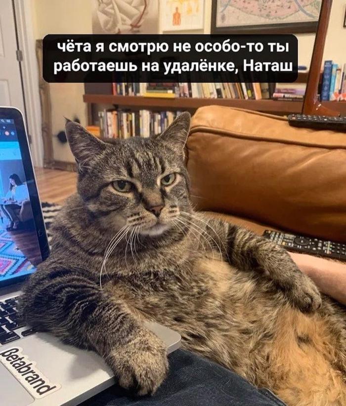 rosagit's tweet image. 