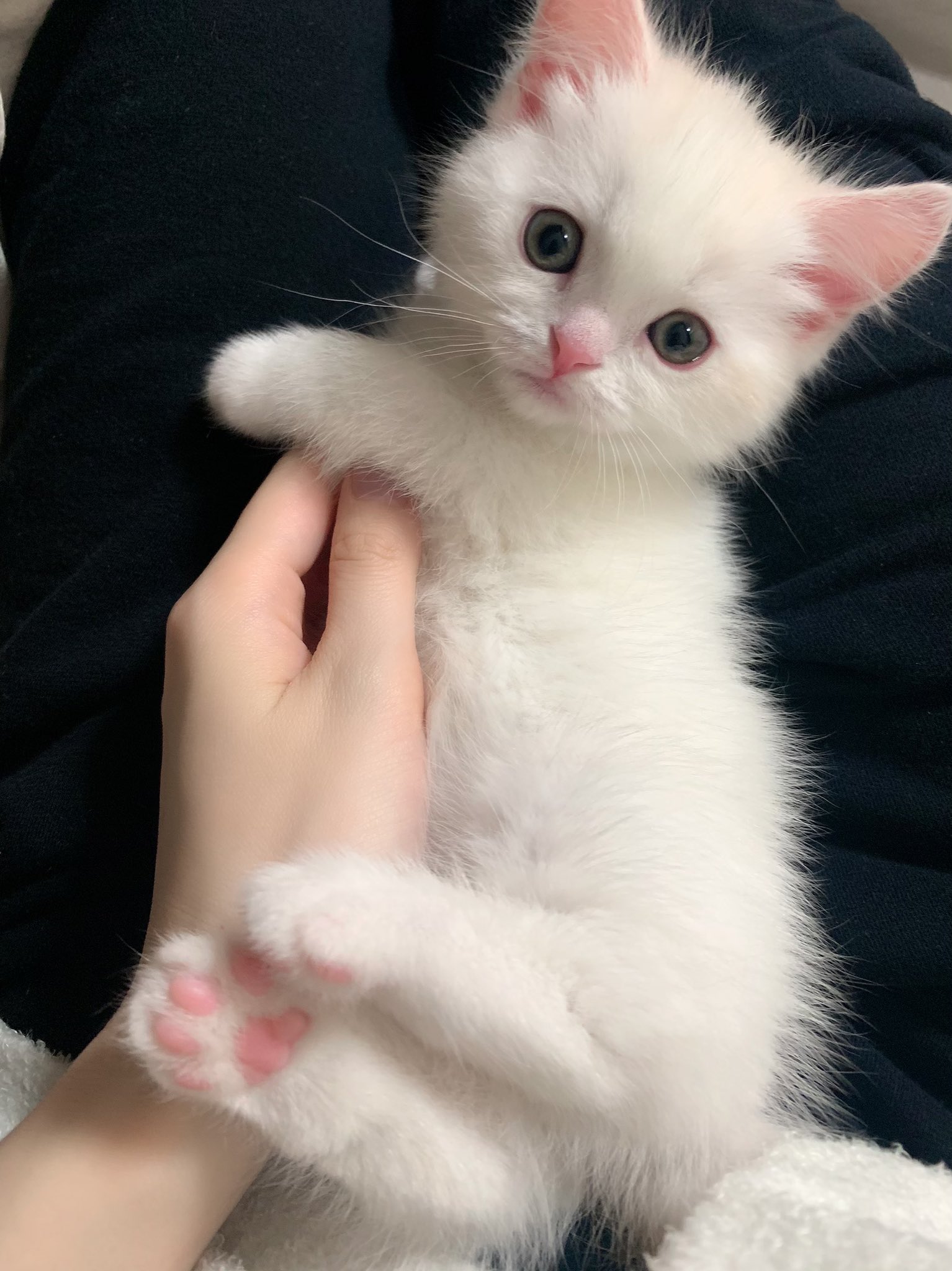 Choucho 子猫の名前 ほたる に決めました さなぎ を越えるインパクトのある名前 が思い付かなくて悩んだけど 虫繋がりでかわいい名前にしたよ ほたるちゃんの成長をこれからもupしていくのでよろしくお願いします 猫のほたる T Co