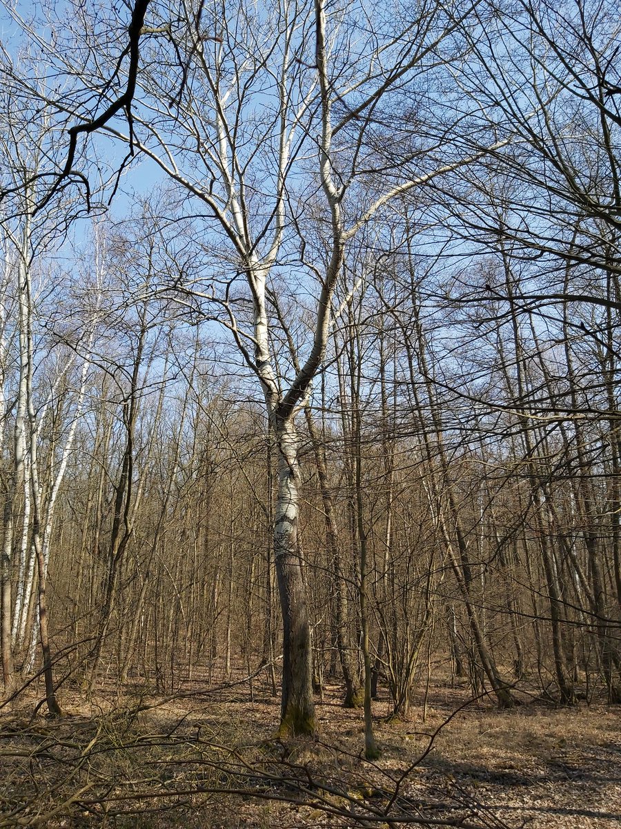 Puncoskka's tweet image. Pozná někdo, co je to za strom? Podélně na kmeni kůra jak u břízy, ale mohutnější, rozložitý. 
#treerecognition #nature #weekend #GoodMorning #photographer #photographyislife