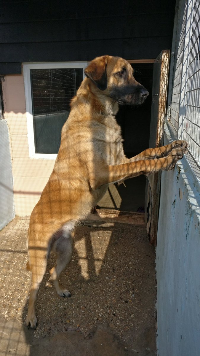 Oi <a href="/BBC6Music/">BBC Radio 6 Music</a> Mark Radcliffe enough with the fireworks! You're upsetting the (very few at the moment) dogs we have in with us at Gay Dog Boarding Kennels!! Keep with the tunes though! 😁🤘