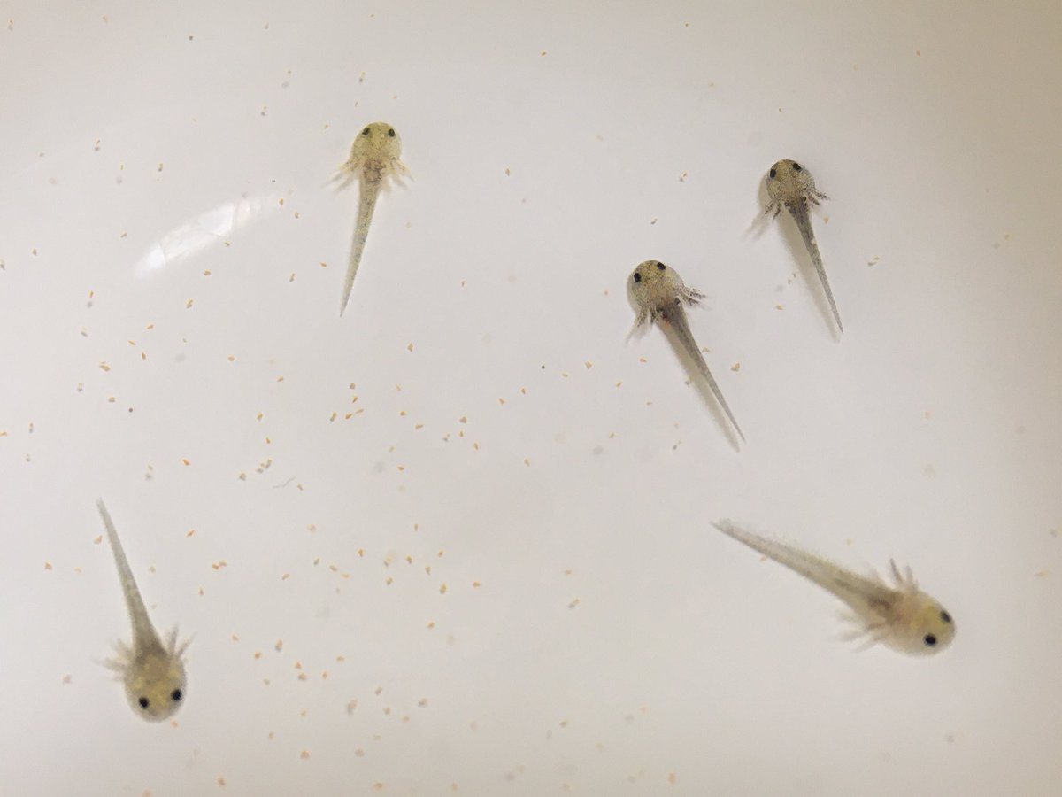 めるひぇん 久しぶりの給餌なので全員しっかり食べられてるか確認してから洗った水槽に戻す メダカの針子だったら1日餌やりしないだけで落ちるところだったよ 危ない ウパたま観察日記