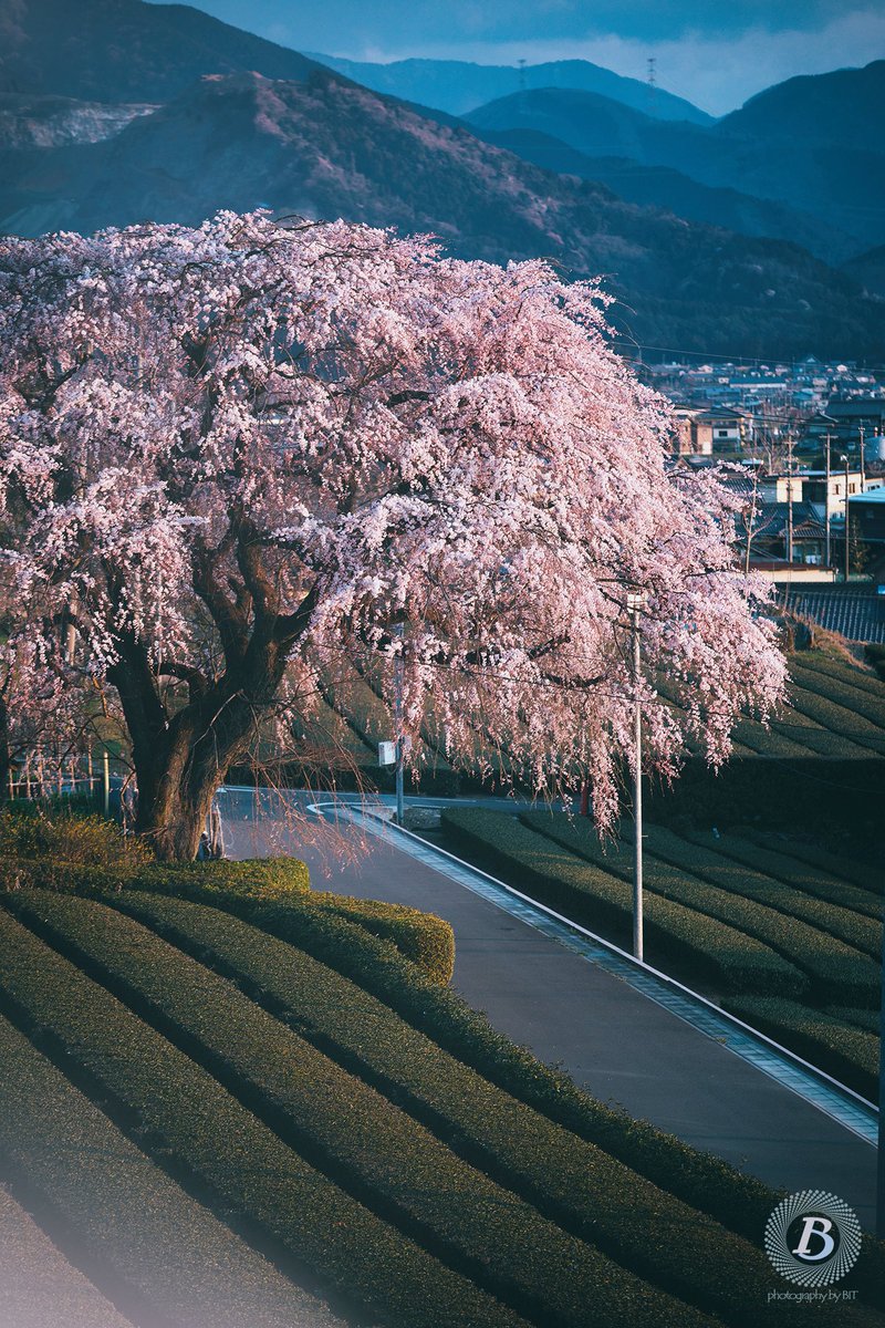 びっと 桜 茶畑 池田山 池田町 岐阜 Gifu Gifusta Gifuphoto Visit Tokai はなまっぷ 花の写真館 花のある風景 私の花の写真 びっと 桜 茶畑 池田山 池田町 岐阜 Gifu Gifusta Gifuphoto Visit Tokai はなまっぷ 花の写真館 花のある風景 私の花の写真