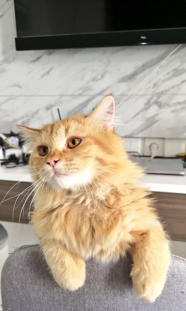 Bored but grateful that hooman is standby more for cleaning up my poo