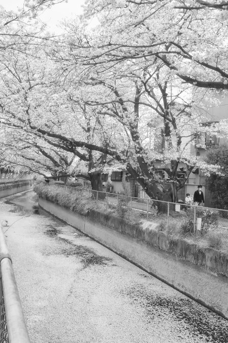 의 미디어: 花筏
#sakura #cherryblossom #blooming #fatheranddoughter #cloudyday #ricohgxrs10 #sakurabloominginjap 의 미디어: 花筏
#sakura #cherryblossom #blooming #fatheranddoughter #cloudyday #ricohgxrs10 #sakurabloominginjap