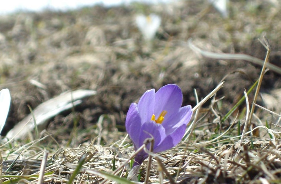 dolomiti@valcomelico.it tweet media