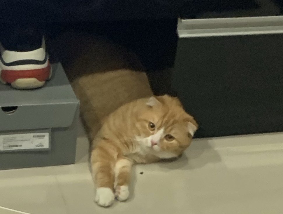 แจ้งเอปตีพี่ปุตอนนี้พี่ปุน้ำหนักลดไป1กิโล เพราะเลาเปลี่ยนอาหารเป็นแบบเฮลตี้ ปุตรอมใจเพราะชอบทานเค็ม ตอนนี้งดเรียกแมวอ้วนไปก่อนนะคะ สภาพจิตใจพี่ปุอ่อนแอ 🥺