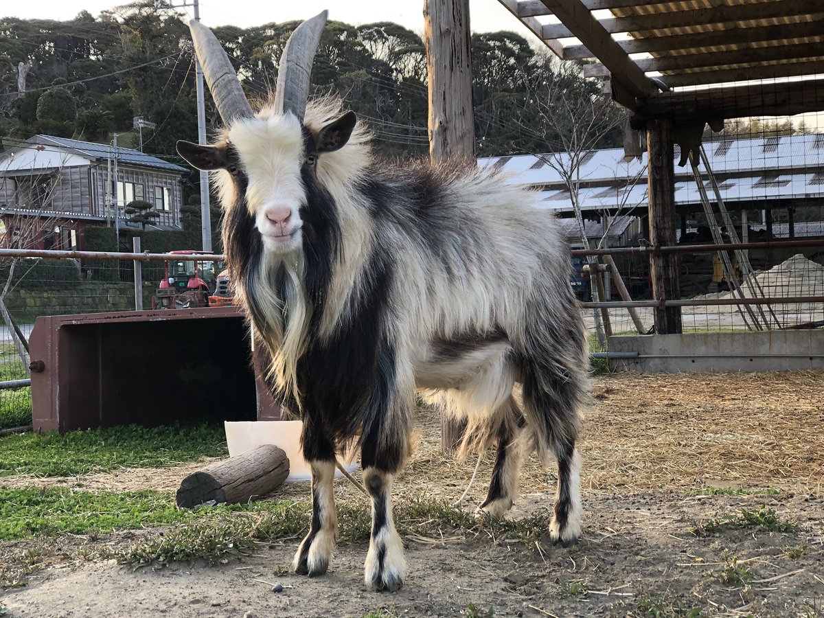 知り合いのところで子ヤギさんが生まれた かわいさの暴力すぎてメロメロになる人々 この角で挨拶がわりに突き刺してきます Togetter 知り合いのところで子ヤギさんが生まれた かわいさの暴力すぎてメロメロになる人々 この角で挨拶がわりに突き刺してきます Togetter