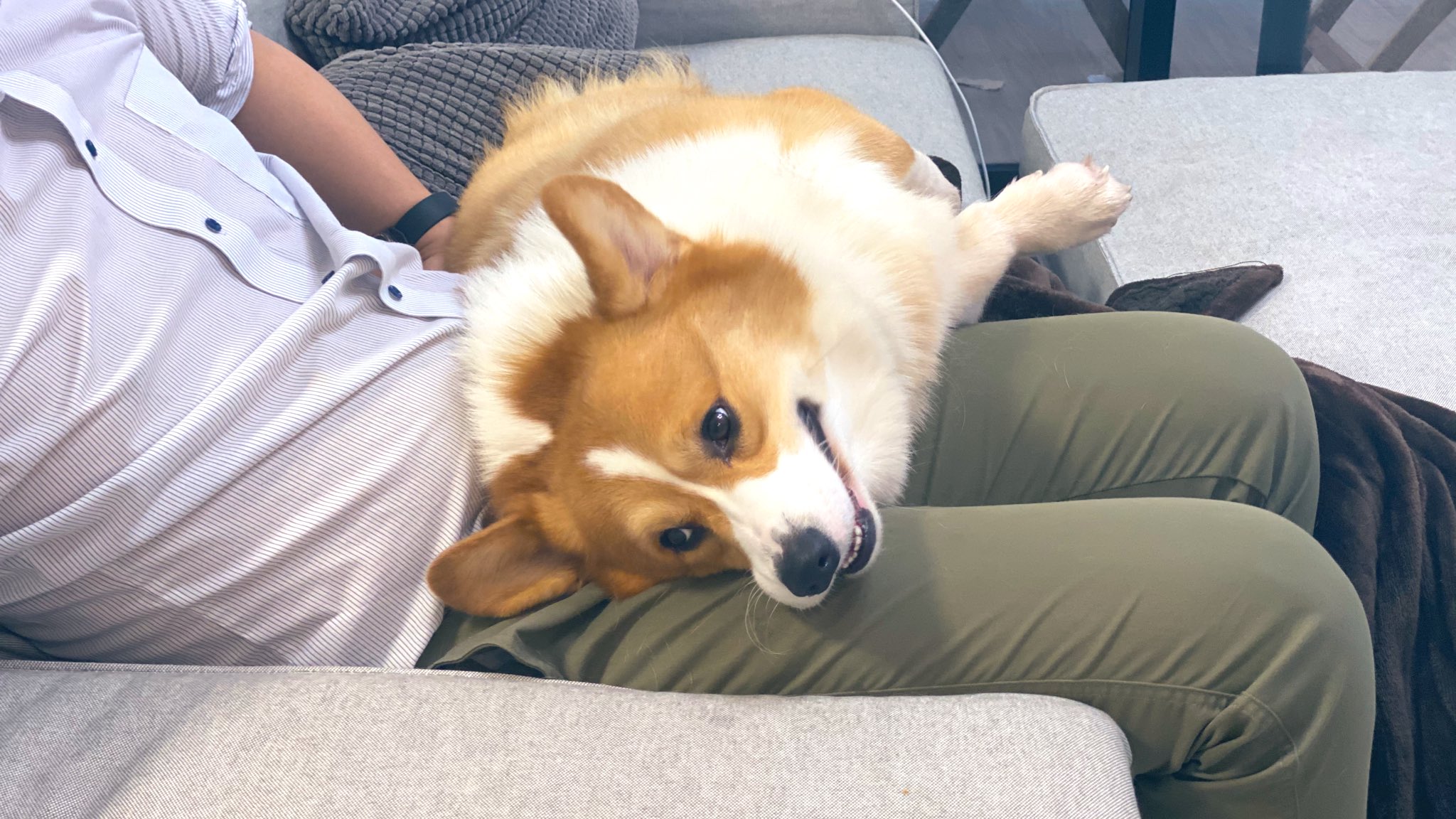 ももぽい 夫帰宅即膝枕犬 T Co Ewavwrsrig Twitter