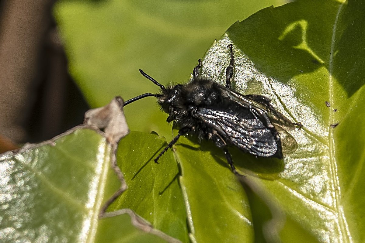 As I am stuck on the garden and not many birds about decided to try mini species. Struggling to name these four and any help to ID would make me a happy man😃 Please refer to top, bottom, left right so I know which the id is for thanks Phil.