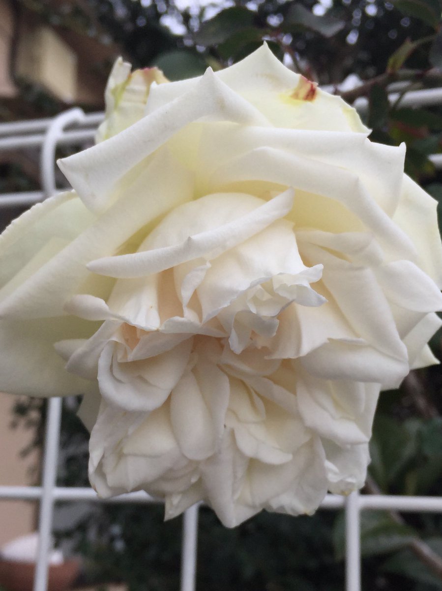 薔薇の名前