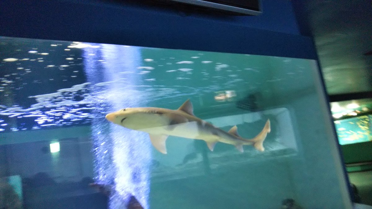 ひら 新屋島水族館にいたシロザメは 歯の形からして エイラクブカでした