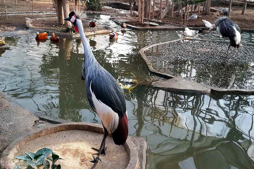 Going to the birds tonight in my Iranian cultural heritage site thread. Specifically, the Tehran Birds Garden. It is located in Lavizan Forest Park in Tehran. It has about 3000 different birds from around the world.