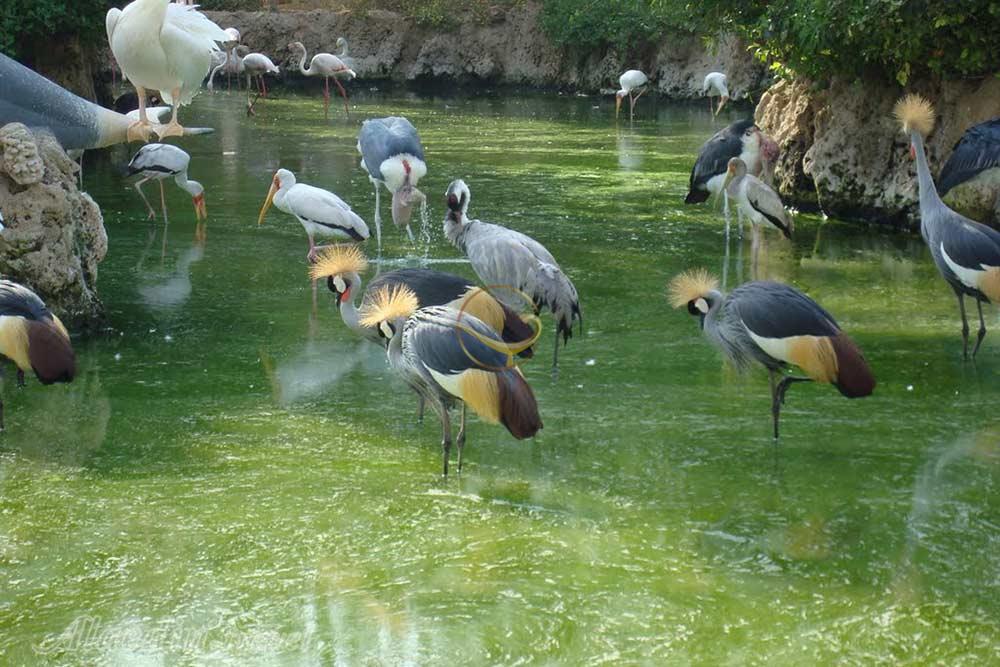 Going to the birds tonight in my Iranian cultural heritage site thread. Specifically, the Tehran Birds Garden. It is located in Lavizan Forest Park in Tehran. It has about 3000 different birds from around the world.