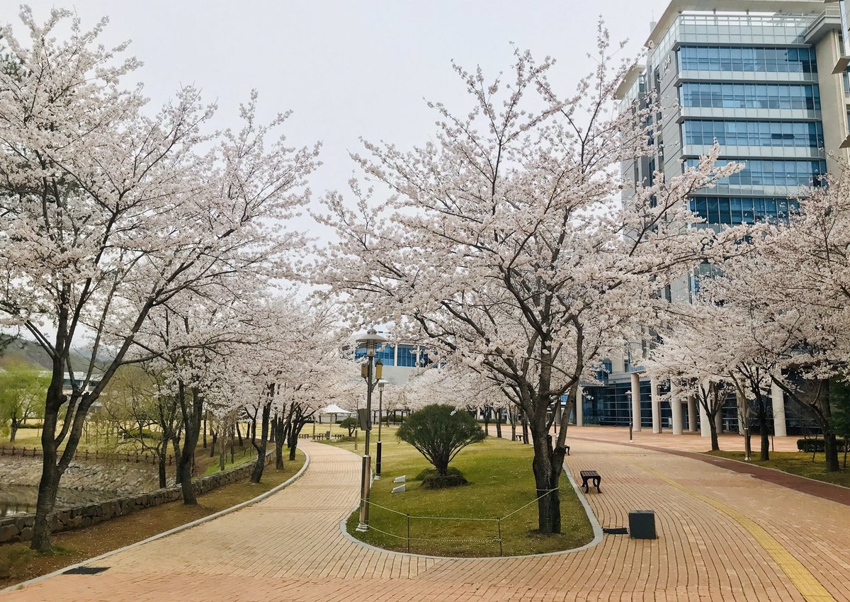 🌸🌸At least the cherry blossoms are not cancelled on our campus 🌸🌸