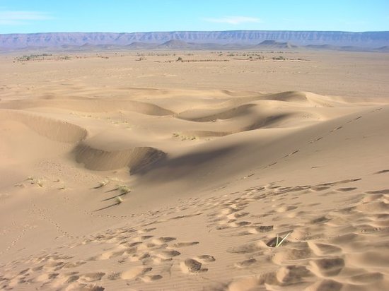 WEastSahara's tweet photo. @tilbots Bauhinia species do not tolerate
Sand dunes
Winds
Burning desert sunlight
etc...

Generous watering is needed during summer
moderate moisture required in winter

Maybe restoration later, can't begin with Bauhinia in Desert

#ClimateChange
#Desertification
#PlantingDesertChallenge https://t.co/9n0K6vxn8a