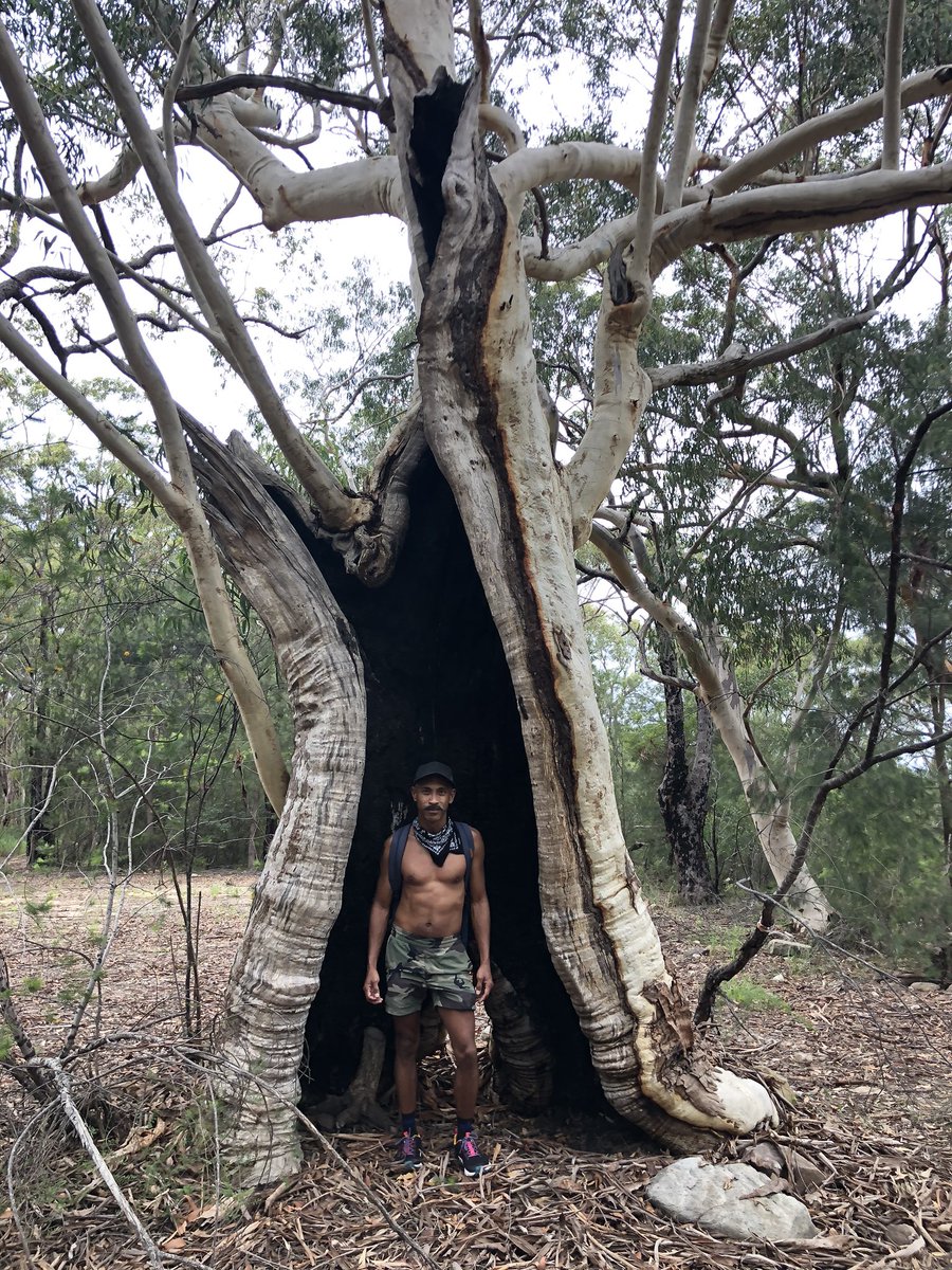 fagboi99's tweet photo. Should of wanked in this thick trunk. #outdoors #homo #gay #faggot #faggotdaddy #benhurfisty9 #bushwhacking #bushwalk https://t.co/laMp5UZ7o4