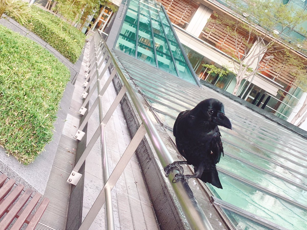 Reona 風の強い日に見かけた鴉の方 なかなか飛べずに困っているんです というお顔を心なしかしていらっしゃる気が する