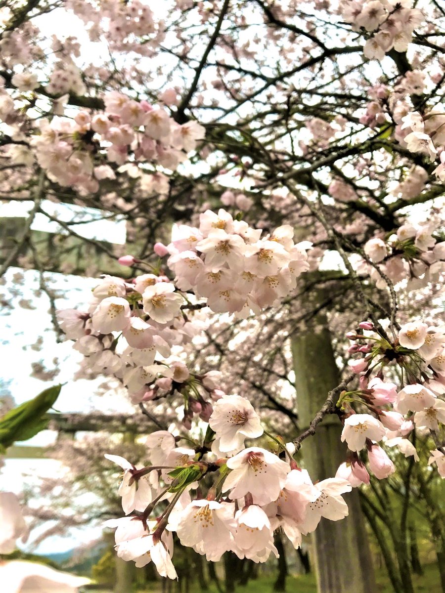 太宰府天満宮 公式 桜の名所として名高い竈門神社では 毎年春になると約0本の桜が境内いっぱいに咲き誇ります 現在 ソメイヨシノは5分咲きとなっており 4月初旬に見頃を迎えます 太宰府天満宮 竈門神社 玉依姫命 縁結び Dazaifutenmangu 太宰府天満宮 公式 桜の名所として名高い竈門神社では 毎年春になると約0本の桜が境内いっぱいに咲き誇ります 現在 ソメイヨシノは5分咲きとなっており 4月初旬に見頃を迎えます 太宰府天満宮 竈門神社 玉依姫命 縁結び Dazaifutenmangu