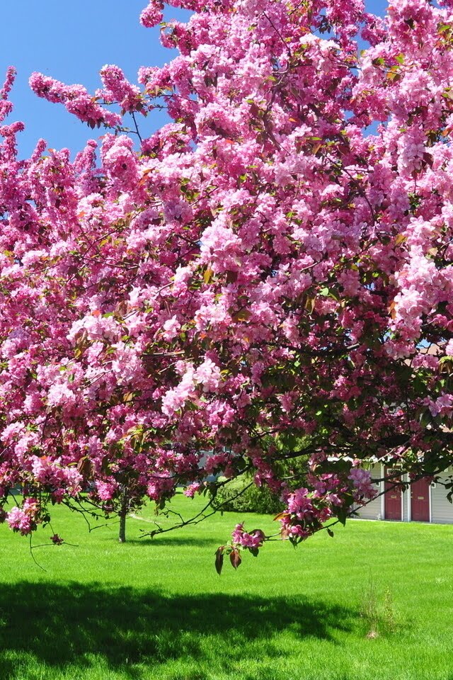 Красивое название весны. Вишня розовоцветущая. Цветущее дерево. Цветущие сады. Садовые цветущие деревья.