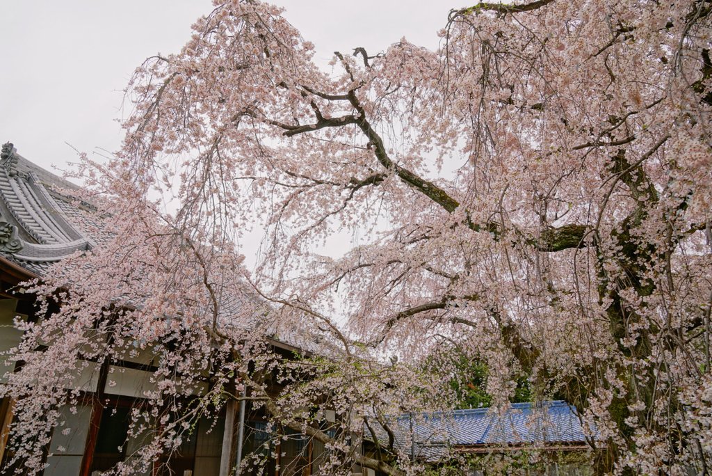 岐阜の桜 岐阜の桜