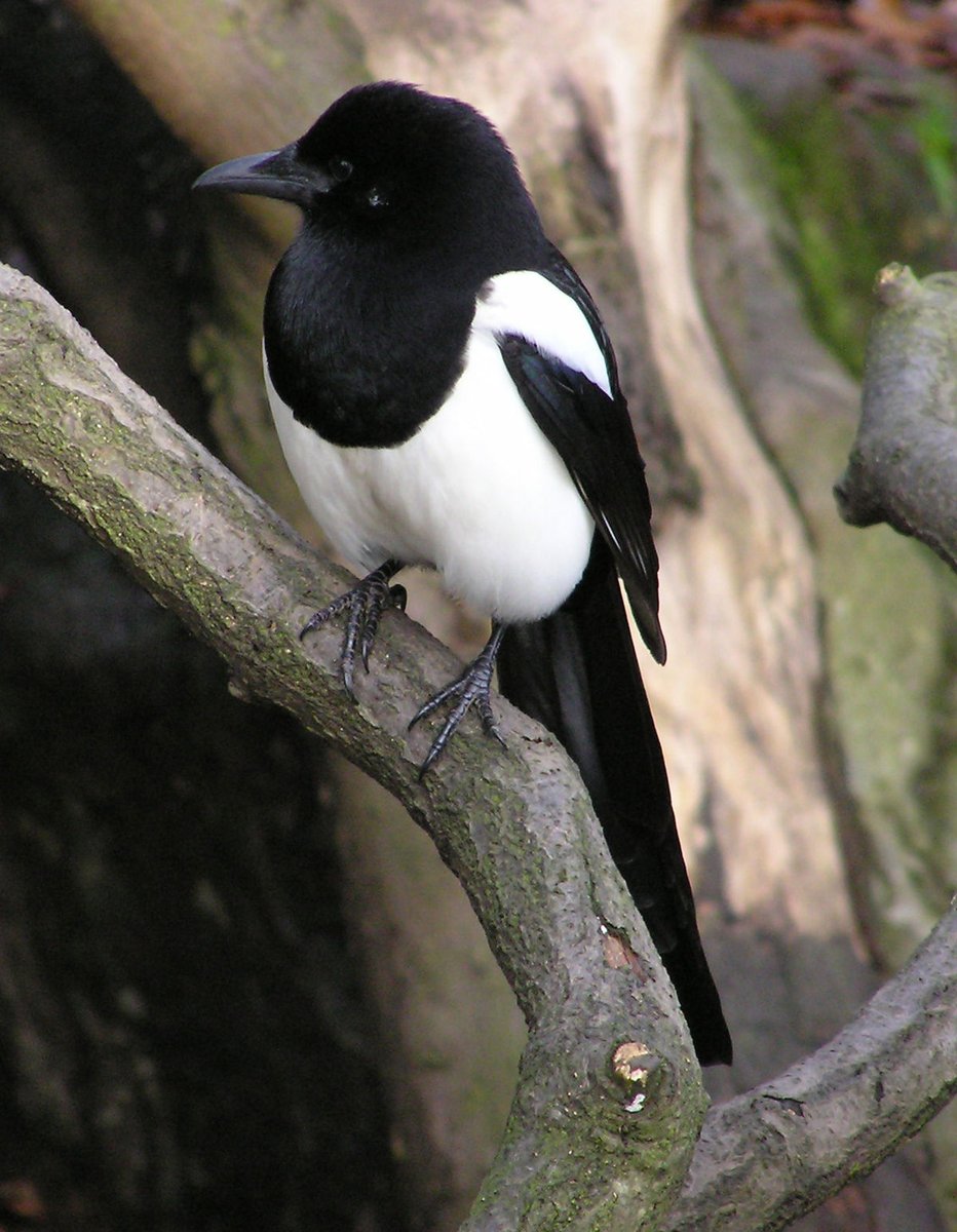 44thfloor's tweet image. I've been watching these European magpies build their nest for days now, they are not worried about #Coronovirus / #CoronoLockdown or, maybe, they are, that is why they are working so hard. Regardless, they have babies coming and they need to keep working towards the future.