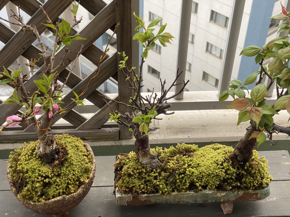 ちゃっぴー ベランダなら出てもいいんでしょ 今年はちゃんと盆栽の手入れをしようっと ベランダー 花盆栽 苔 Bonsai