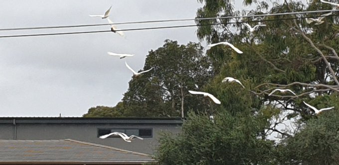 의 미디어: Seagulls and Corellas
#Saturdayevening #Cloudyday https://t.co/jNPldIOgdL 의 미디어: Seagulls and Corellas
#Saturdayevening #Cloudyday https://t.co/jNPldIOgdL