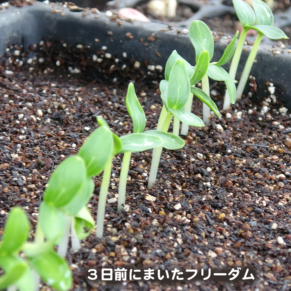 福田 俊 3日前にまいたキュウリのフリーダムがもう出揃いました セルトレーにまいたインゲンのニュービックリジャンボも発芽しかかっています 大葉春菊 の菊之助のセルトレーまきを1本に間引き 間引いたのは別のセルトレーに移植しました 香姫の芽出しは 福田 俊 3日前にまいたキュウリのフリーダムがもう出揃いました セルトレーにまいたインゲンのニュービックリジャンボも発芽しかかっています 大葉春菊 の菊之助のセルトレーまきを1本に間引き 間引いたのは別のセルトレーに移植しました 香姫の芽出しは