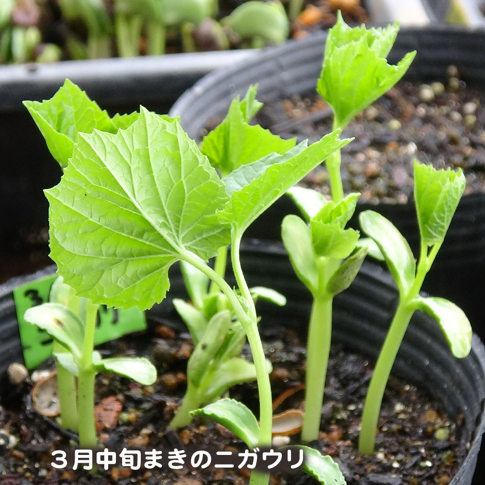 福田 俊 3日前にまいたキュウリのフリーダムがもう出揃いました セルトレーにまいたインゲンのニュービックリジャンボも発芽しかかっています 大葉春菊 の菊之助のセルトレーまきを1本に間引き 間引いたのは別のセルトレーに移植しました 香姫の芽出しは 福田 俊 3日前にまいたキュウリのフリーダムがもう出揃いました セルトレーにまいたインゲンのニュービックリジャンボも発芽しかかっています 大葉春菊 の菊之助のセルトレーまきを1本に間引き 間引いたのは別のセルトレーに移植しました 香姫の芽出しは
