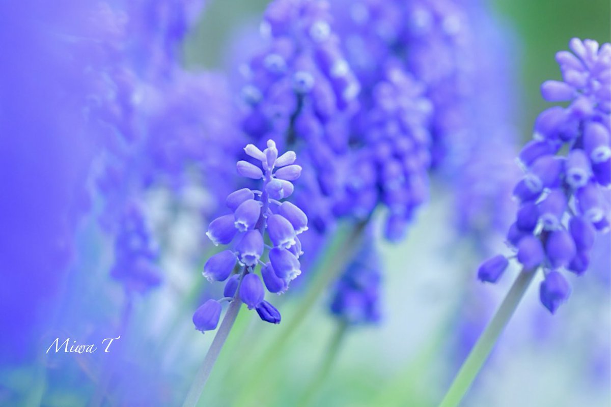 竹嶋美和 自宅の庭に咲き始めました ムスカリ 花言葉は 明るい未来 庭の花シリーズ 花 春の花 明るい未来