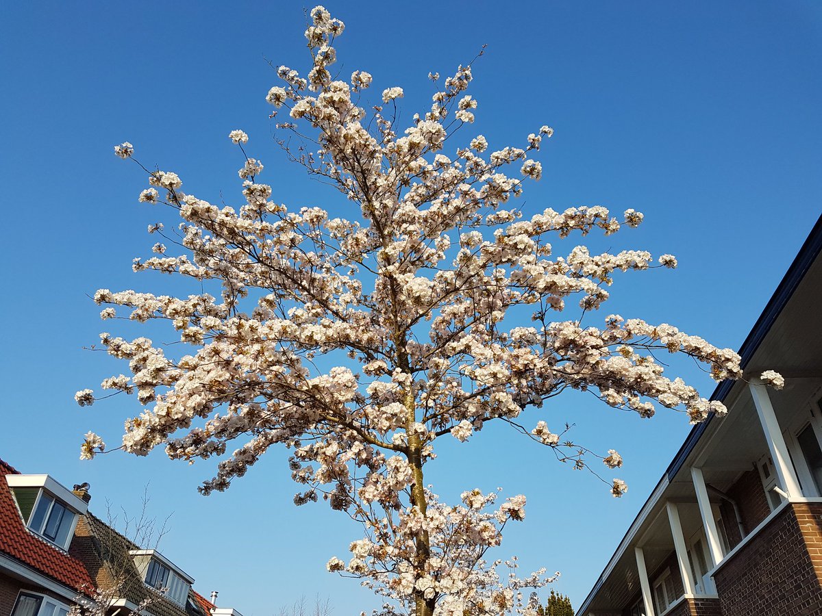 <a href="/orlandoscharer/">Orlando D. Schärer</a> Very beautiful! The cherry blossoms in our street are also in bloom!