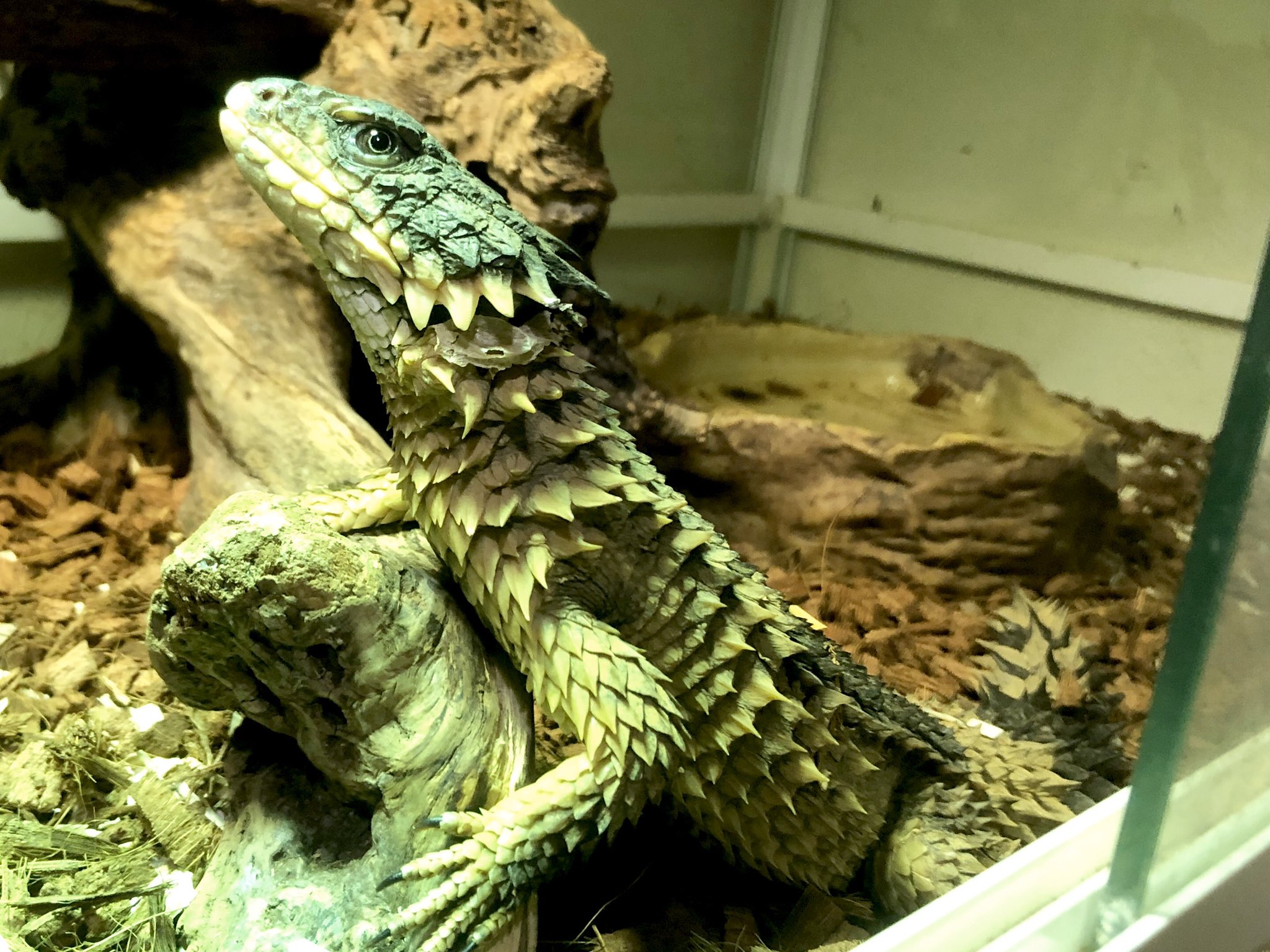タカヒロ サンゲイザー Fosterに降臨 香川県 爬虫類 ショップ オオヨロイトカゲ 爬虫類好きと繋がりたい 爬虫類好きさんと繋がりたい T Co Jcxiulqns9 Twitter