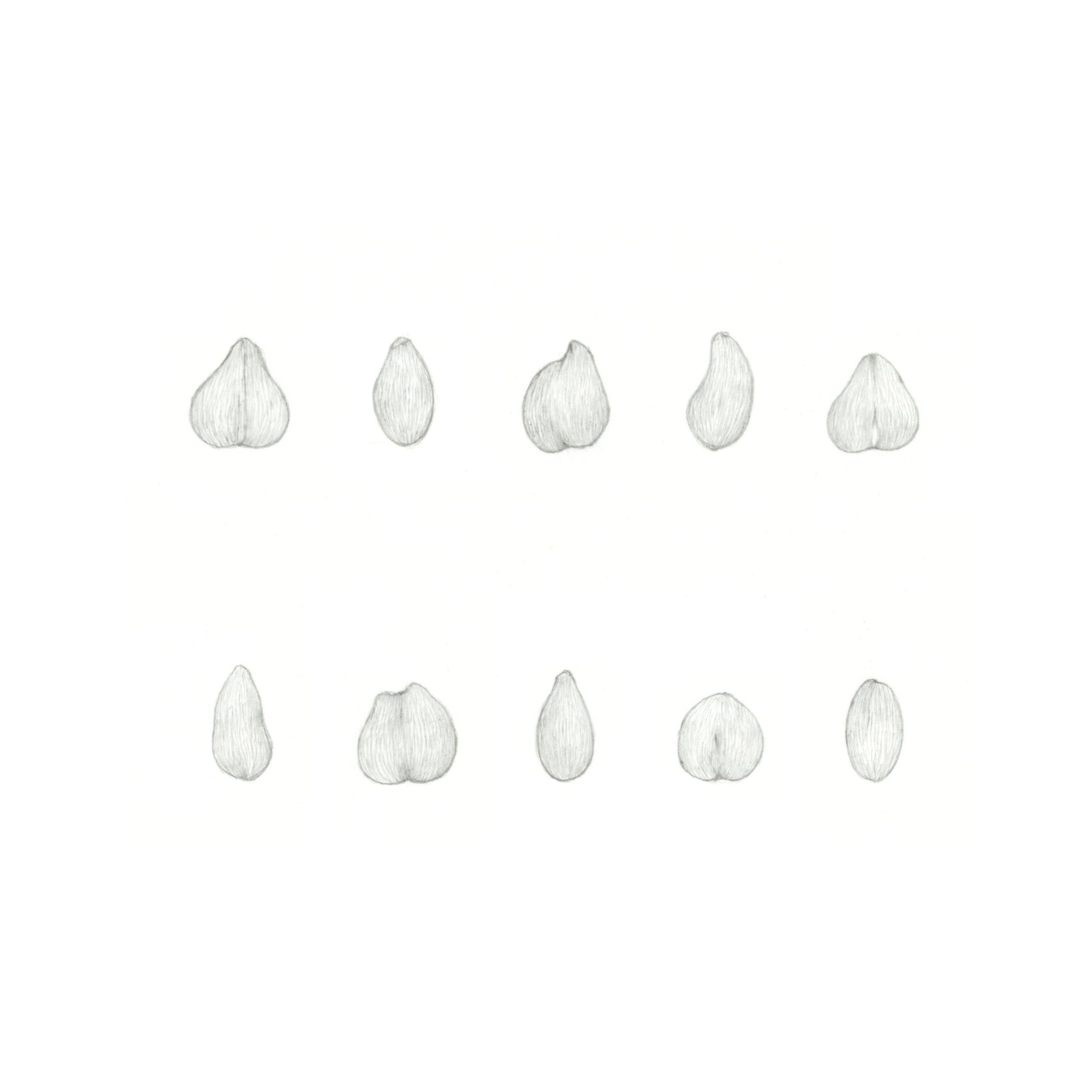 中上あゆみ Auf Twitter Muji 無印良品 韃靼そば茶のイラスト原画です 実際に蕎麦の実を観察しながら描いたのですが 一粒一粒形が違ってて面白かったです Illustration 絵 T Co Apziwu6lld Twitter