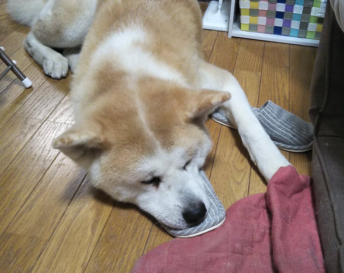 渡辺こよ サイボーグ夫と生身嫁同人出た これはスリッパをイタズラしてたらバレて顎の下に隠して何もしてないアピールする犬 秋田 犬 渡辺こよ サイボーグ夫と生身嫁同人出た これはスリッパをイタズラしてたらバレて顎の下に隠して何もしてないアピールする犬 秋田 犬